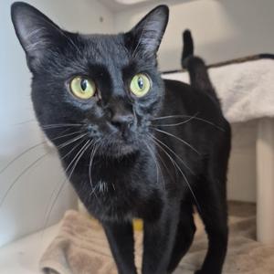 Popeye, adult, available for adoption
