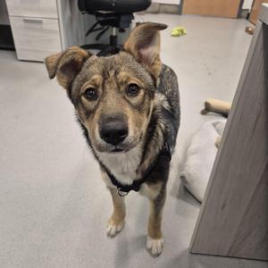 A medium-sized mixed breed dog with tan and dark fur standing in an office-like setting, looking directly at the camera with one ear standing up and the other slightly floppy.