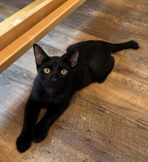 Sharpie (male), kitten, available for adoption
