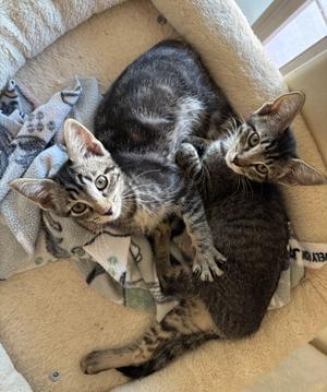 Fiji and Tahiti, young, available for adoption