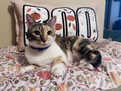 Lucy, adult, available for adoption