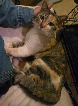 Lucy, adult, available for adoption