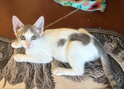 Bright Eyes (male), young, available for adoption