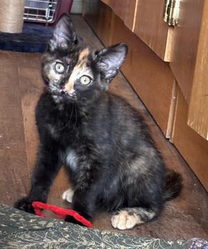 Samoa, young, available for adoption
