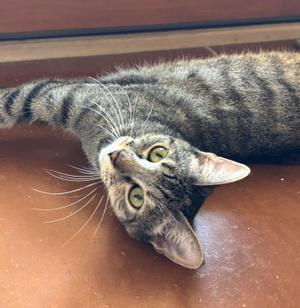 Rose, young, available for adoption