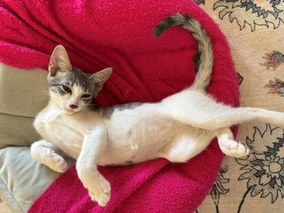 Roxy, young, available for adoption