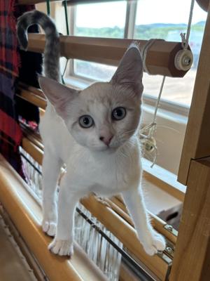 Coco, young, available for adoption