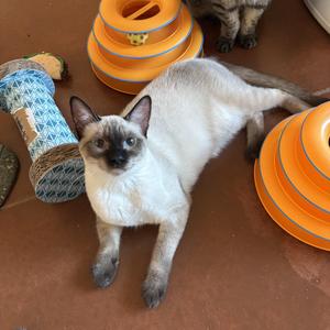 Tallin, young, available for adoption