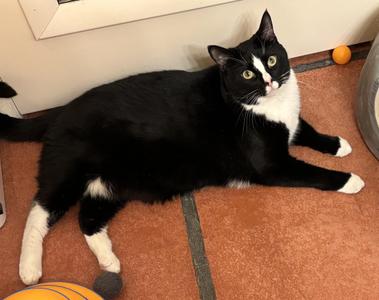 Ramsey, young, available for adoption