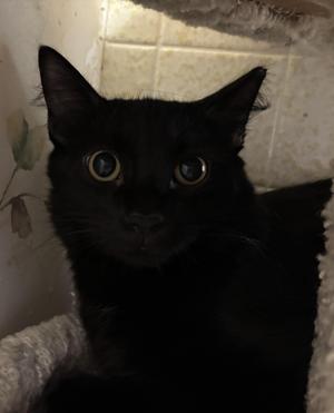 Smokey (male), young, available for adoption