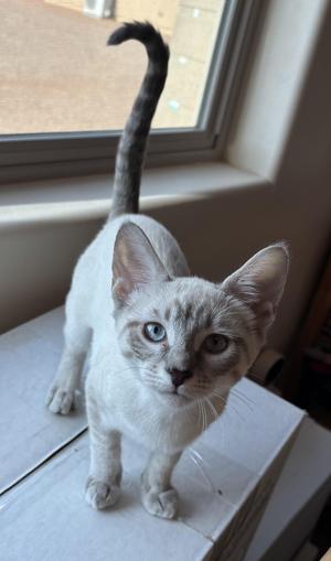 Duchess, young, available for adoption