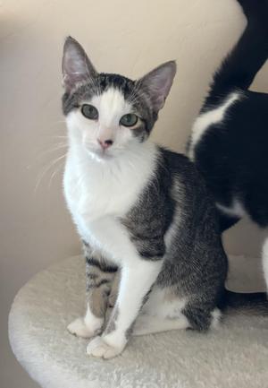 Diamond (male), kitten, available for adoption