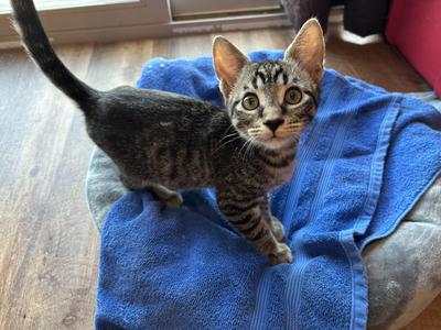 Monkey, young, available for adoption
