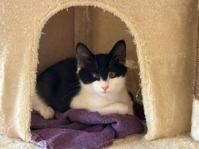 Zora, young, available for adoption