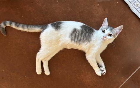 Sister Girl, young, available for adoption