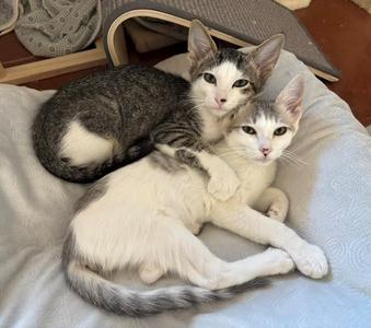 Sister Girl, young, available for adoption