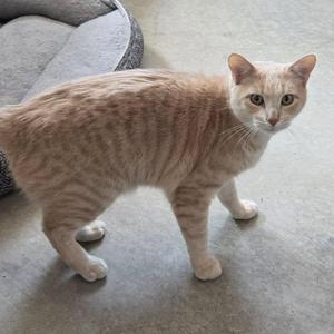 A light brown tabby cat standing on a concrete floor, looking towards the camera.