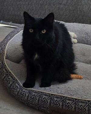 Prince, adult, available for adoption