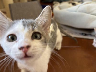 Nano, young, available for adoption