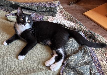 Tuxie (male), kitten, available for adoption