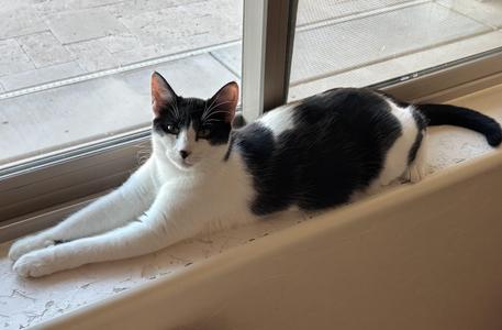 Bandita (female), young, available for adoption