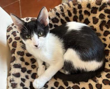Bandita (female), young, available for adoption