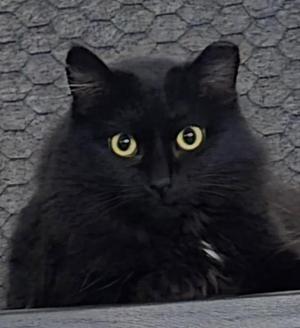 A black cat with bright yellow eyes is looking directly at the camera. The cat has long fur and is sitting in front of a gray, textured background.