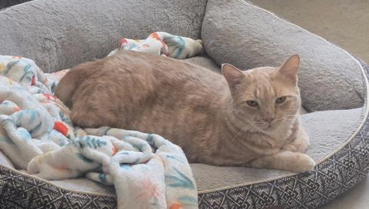 A ginger cat lying on a cushioned pet bed with a colorful blanket.