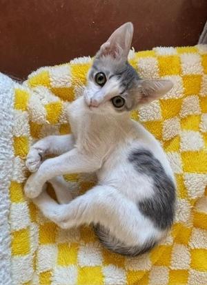 Panini (male), young, available for adoption