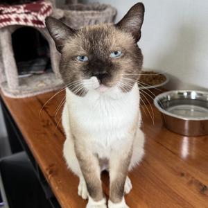 Big Poppa, adult, available for adoption
