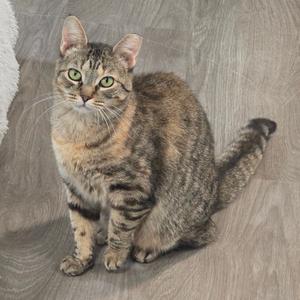 A tabby cat sitting on a wooden floor, looking directly at the camera with bright green eyes.