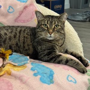Birdie, senior, available for adoption