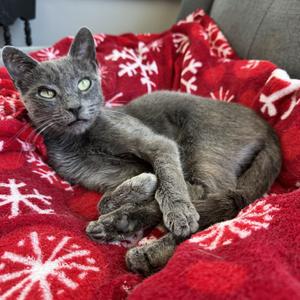 Astrid, kitten, available for adoption