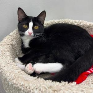 AJ, adult, available for adoption