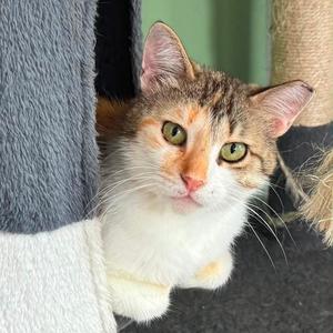 Amelia, senior, available for adoption