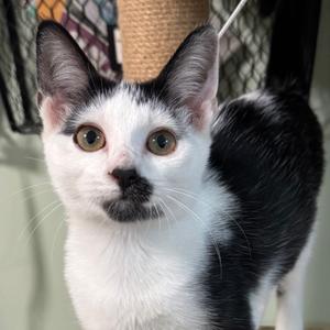 Charlotte, kitten, available for adoption