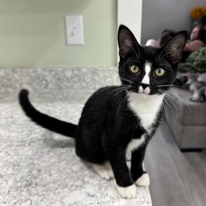 Basil, adult, available for adoption