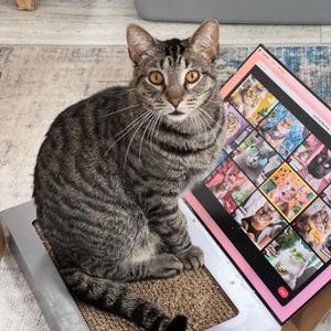 Clyde, adult, available for adoption