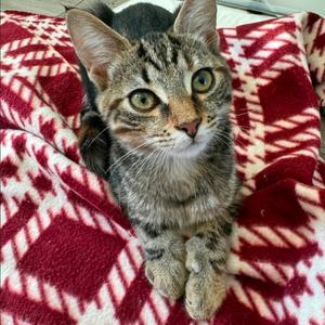 Clover, kitten, available for adoption