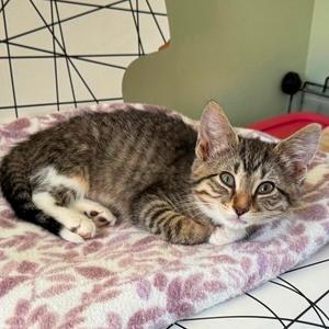 Avery, adult, available for adoption