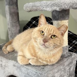 Bumble, adult, available for adoption