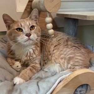 A fluffy orange tabby cat with white paws and chest is lounging on a soft gray blanket. The cat is positioned on a wooden cat tree, with its front paws resting on the edge. The cat has striking yellow eyes and is looking directly at the camera. In the background, there is a wooden structure with a hanging ball toy made of wooden beads.