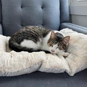 Biscuit, senior, available for adoption