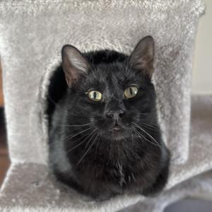 Ash, adult, available for adoption