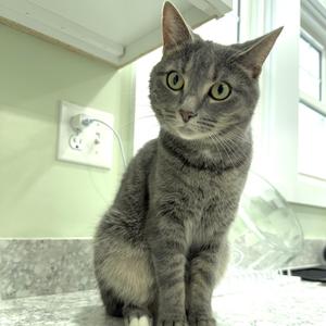 Cassiopiea, adult, available for adoption