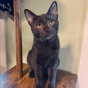Ash, adult, available for adoption