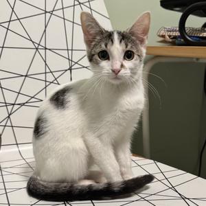 Dotty, kitten, available for adoption