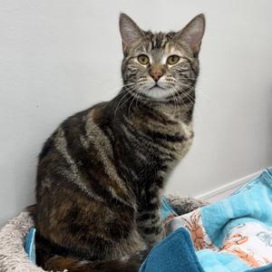 Bonnie, adult, available for adoption