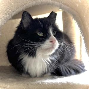 Dixie, adult, available for adoption