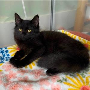 BB, adult, available for adoption